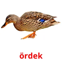 ördek flashcards illustrate