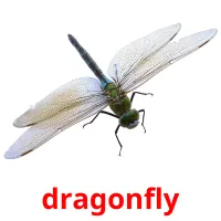dragonfly Bildkarten für Kinder