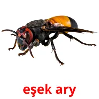 eşek ary Bildkarten für Kinder
