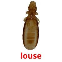 louse Bildkarten für Kinder