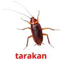 tarakan Bildkarten für Kinder