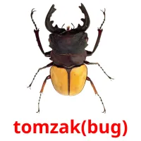 tomzak(bug) Bildkarten für Kinder