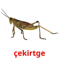 çekirtge Bildkarten für Kinder