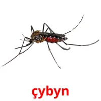 çybyn Bildkarten für Kinder