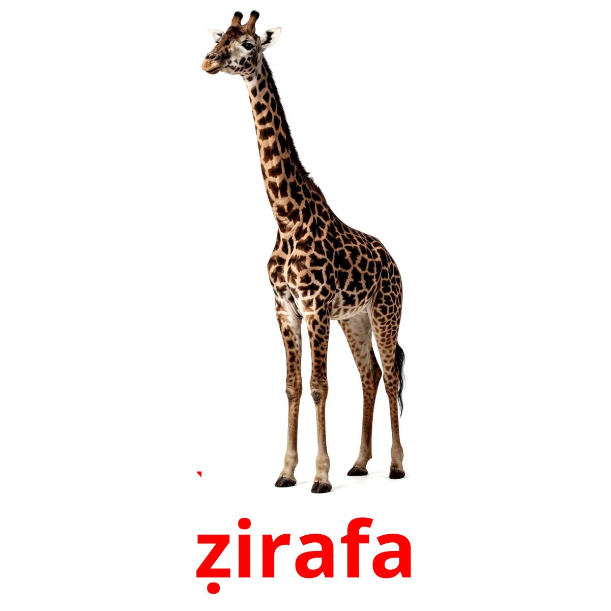 22 Printable Jungle animals Flashcards in Turkmen (Free PDF)
