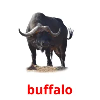 buffalo billedkort for børn med billeder