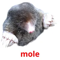 mole billedkort for børn med billeder