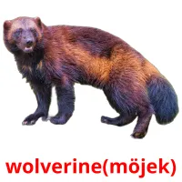 wolverine(möjek) billedkort for børn med billeder