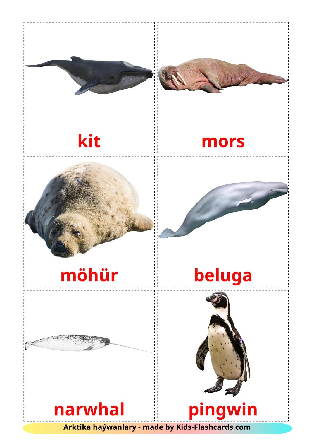 Tiere in der arktis - 15 kostenlose, druckbare Turkmenisch Bildkarten 