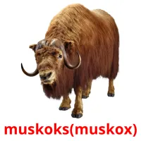 muskoks(muskox) Bildkarten für Kinder