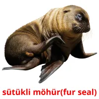 sütükli möhür(fur seal) Bildkarten für Kinder