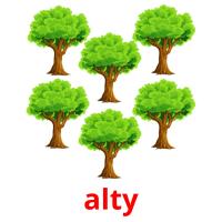 alty picture flashcards