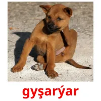 gyşarýar picture flashcards