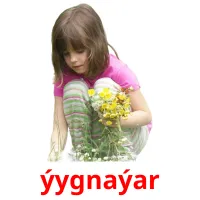 ýygnaýar picture flashcards
