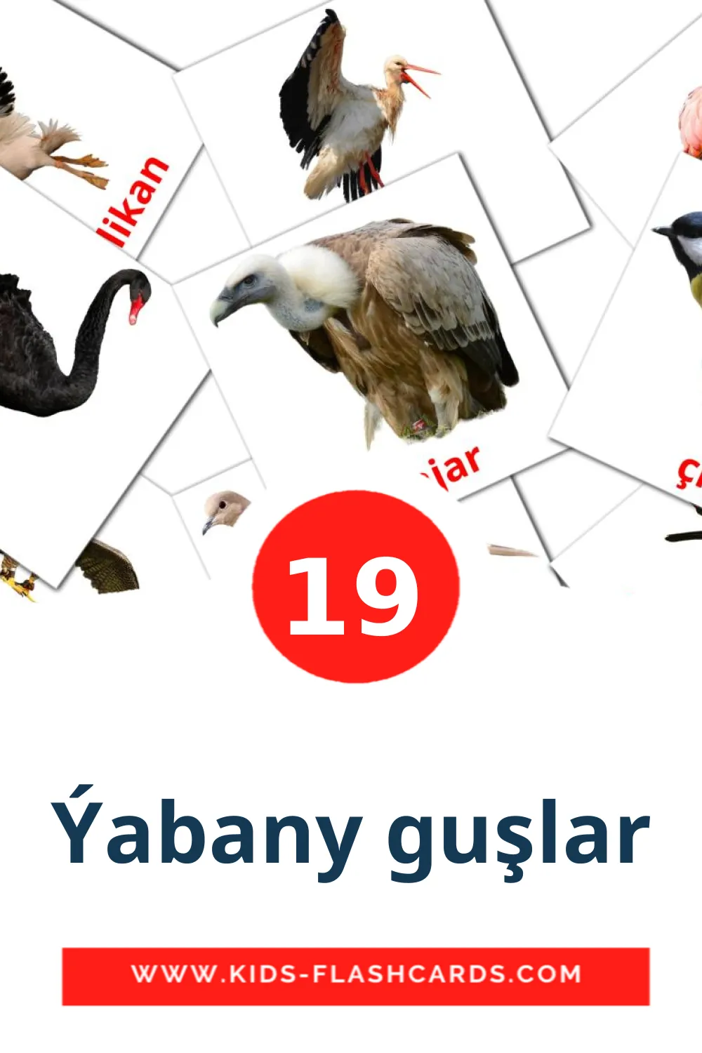 19 Ýabany guşlar Bildkarten für den Kindergarten auf Turkmenisch