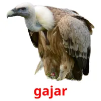 gajar Bildkarteikarten