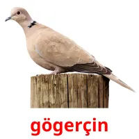 gögerçin Bildkarteikarten