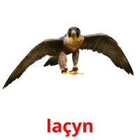laçyn Bildkarteikarten