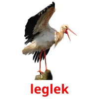 leglek Bildkarteikarten