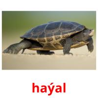 haýal picture flashcards