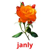 janly picture flashcards