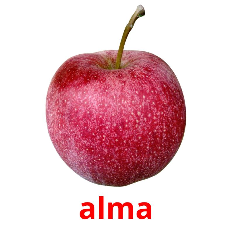 alma picture flashcards
