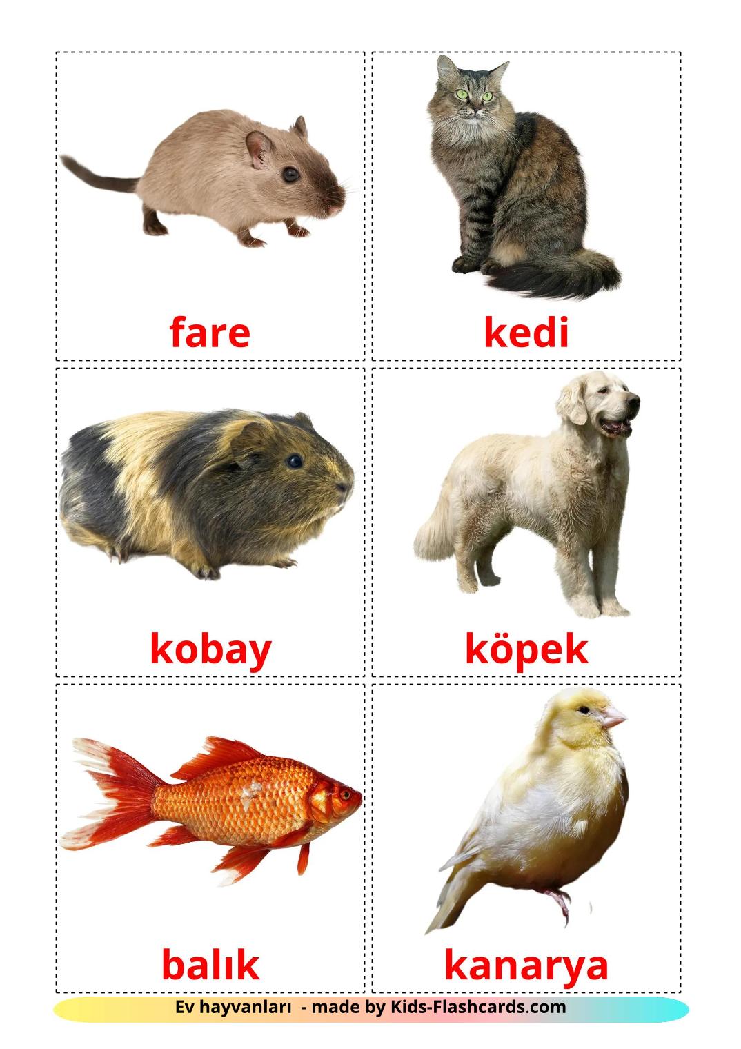 Domestic animals - 11 Free Printable turkish Flashcards 