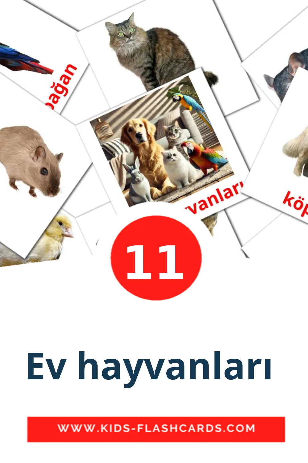 11 Ev hayvanları  Picture Cards for Kindergarden in turkish