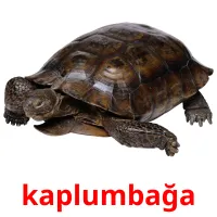 kaplumbağa picture flashcards