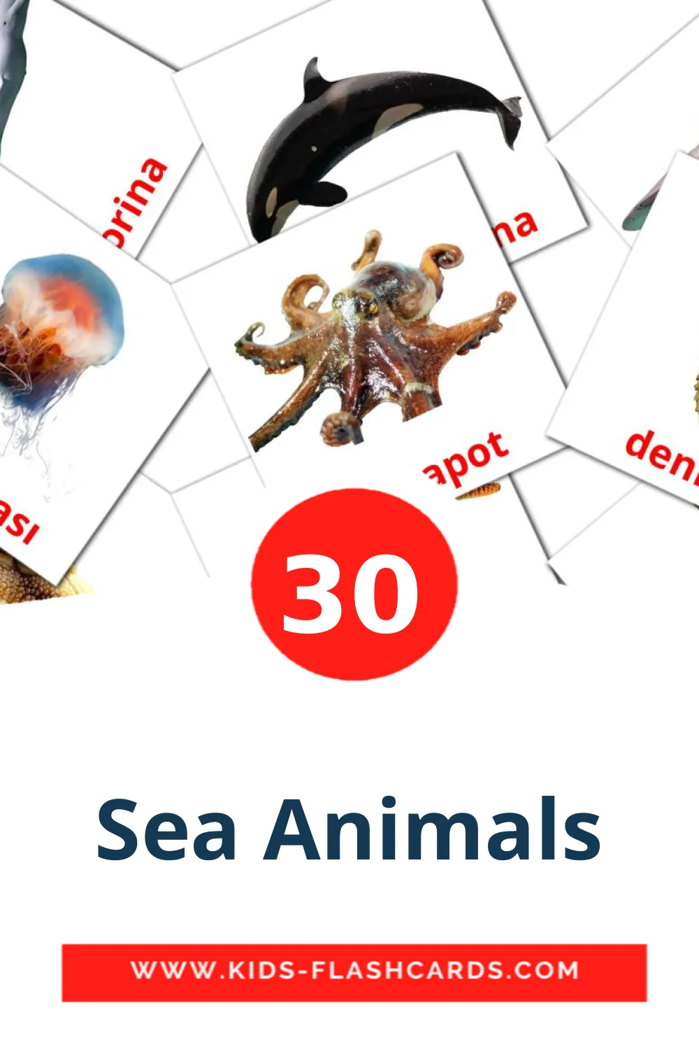 30 Sea Animals Bildkarten für den Kindergarten auf Türkisch