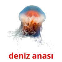 deniz anası Bildkarteikarten