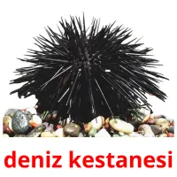 deniz kestanesi Bildkarteikarten