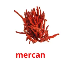 mercan Bildkarteikarten