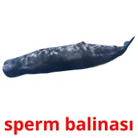 sperm balinası Bildkarteikarten