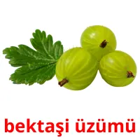 bektaşi üzümü Bildkarteikarten