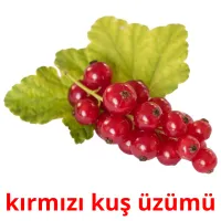 kırmızı kuş üzümü Bildkarteikarten