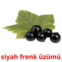 siyah frenk üzümü Bildkarteikarten