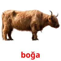 boğa flashcards illustrate