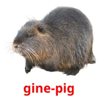 gine-pig flashcards illustrate