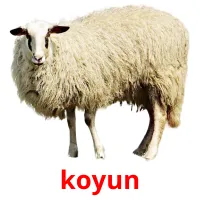 koyun flashcards illustrate