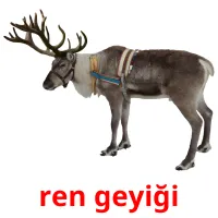 ren geyiği flashcards illustrate