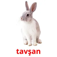 tavşan flashcards illustrate