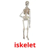 iskelet picture flashcards