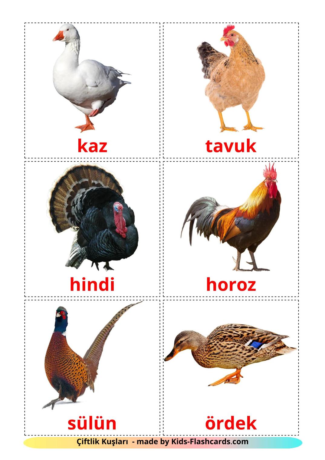 Farm birds - 12 Free Printable turkish Flashcards 