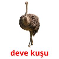 deve kuşu card for translate