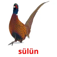 sülün picture flashcards