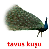 tavus kuşu Tarjetas didacticas