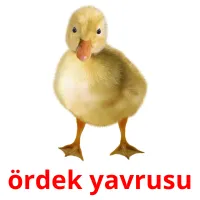 ördek yavrusu picture flashcards