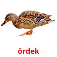 ördek card for translate