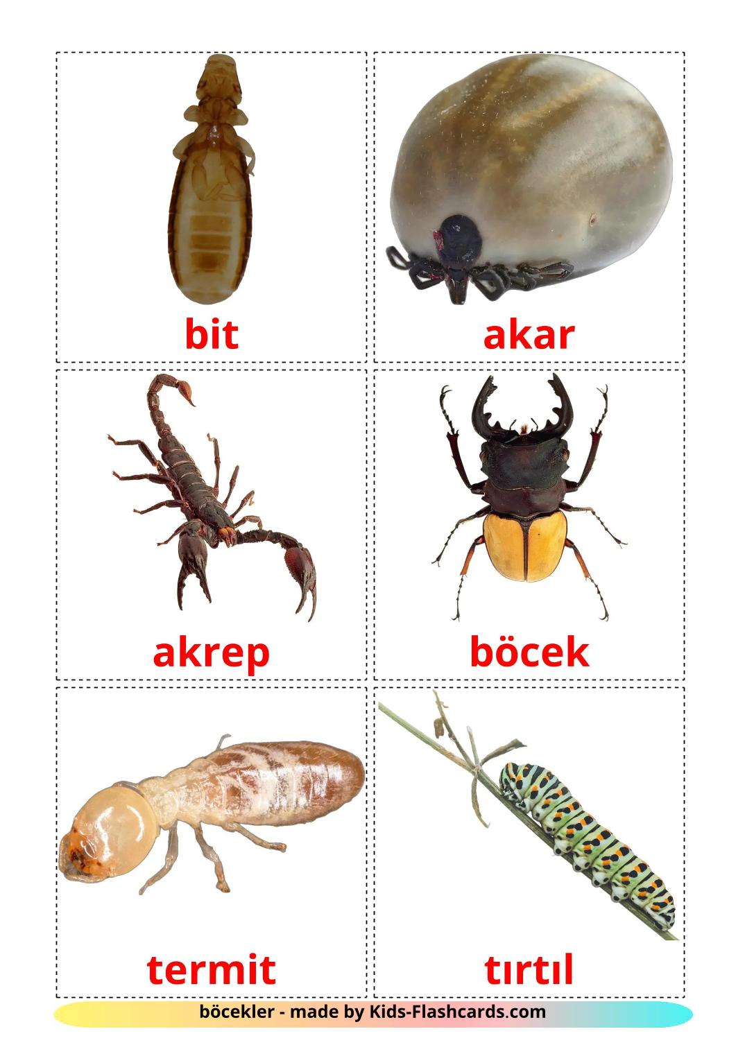 Insekt - 24 kostenlose, druckbare Türkisch Flashcards 